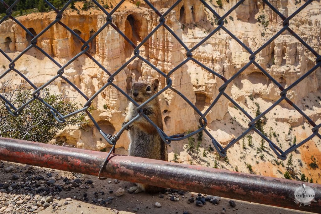 On un 'tit écureuil ! C'est un golden-mantled ground squirrel. Wikipedia me dit dans l'oreillette, qu'en français, on l'appelle spermophile à manteau doré. Voilà, vous vous coucherez moins bêtes.