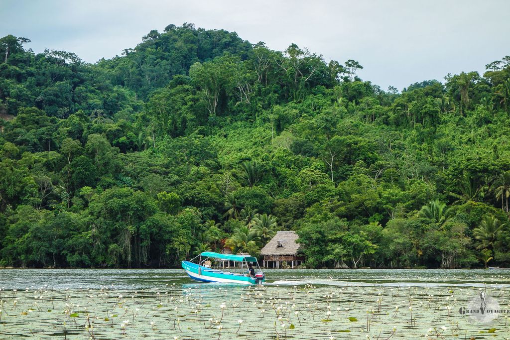 La jungle plonge dans la rivière Rio Dulce pour se transformer en Mangrove.