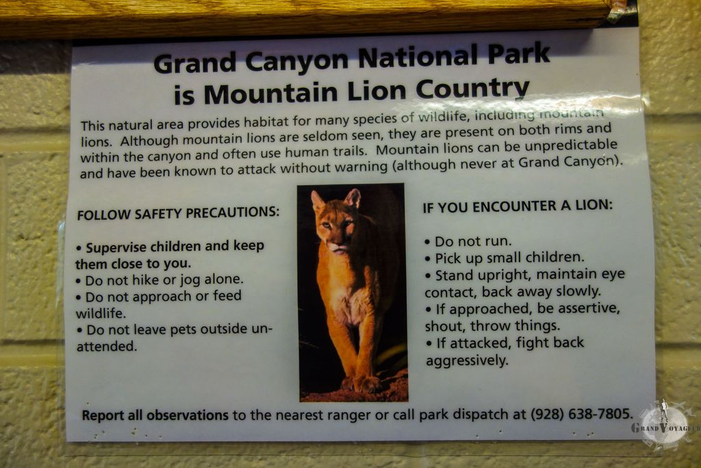 Avertissement des rangers : si vous croisez un puma (mountain lion) et qu'il vous attaque, répliquez et attaquez de toutes vos forces ! T-Chat est impressionné par son cousin.