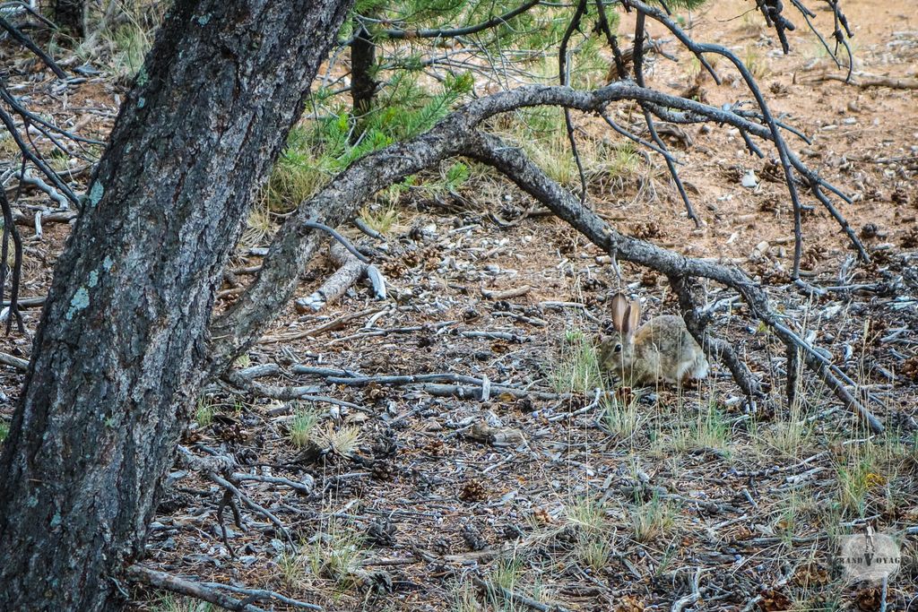 Jeu concours Astrapi : un animal se cache dans cette photo. Sauras-tu le débusquer ?