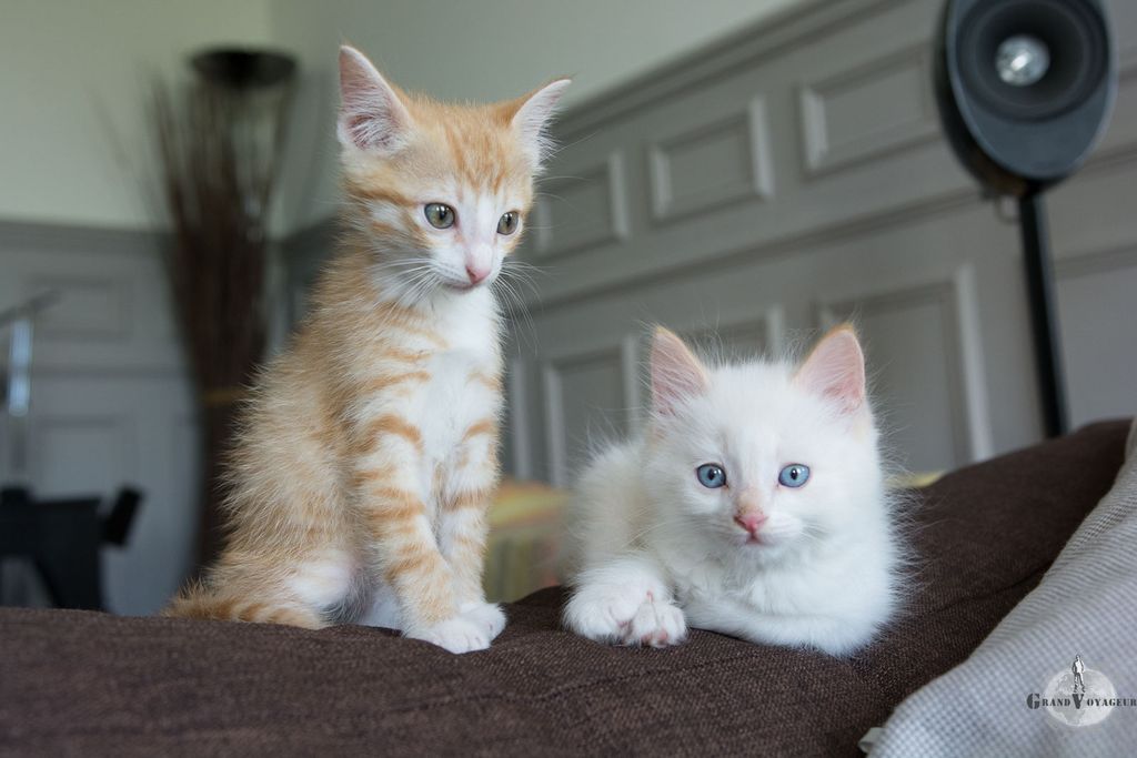 Archy c'est l'orange et Deux c'est le blanc ! Archy c'est l'orange et Deux c'est le blanc !