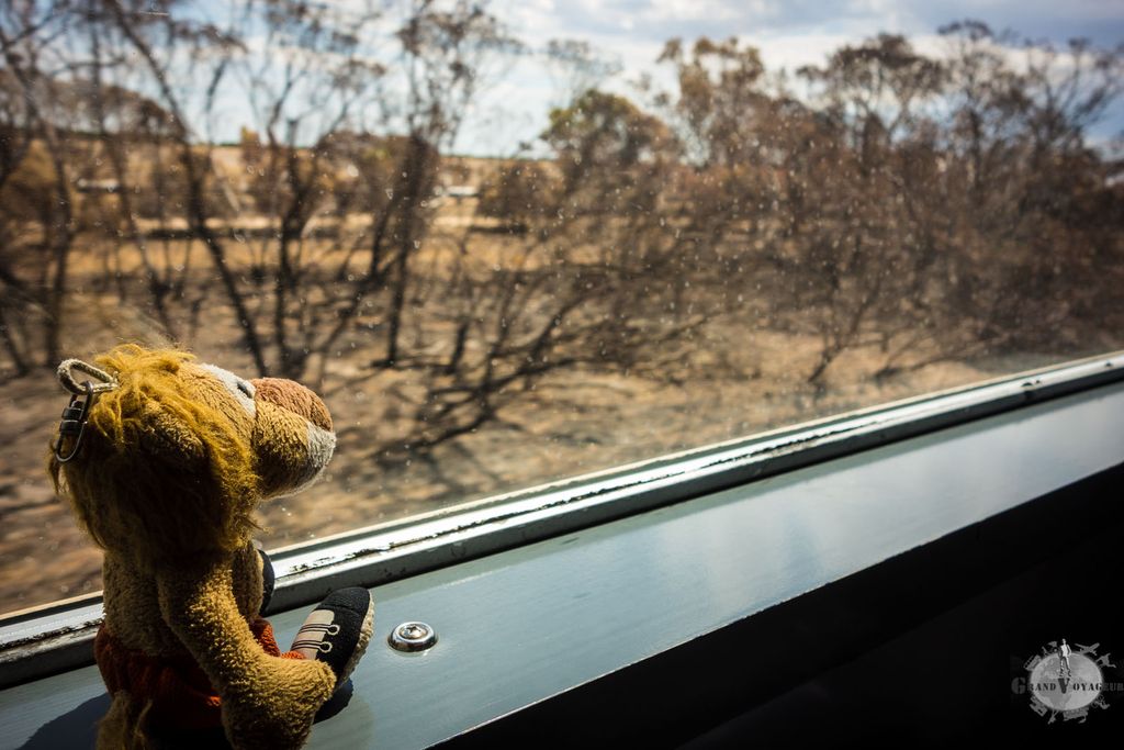 T-Chat a trouvé sa place. Le paysage le rend nostalgique de son habitat originel (j'ai beau lui dire qu'il vient d'une usine en Chine, il ne veut rien entendre)