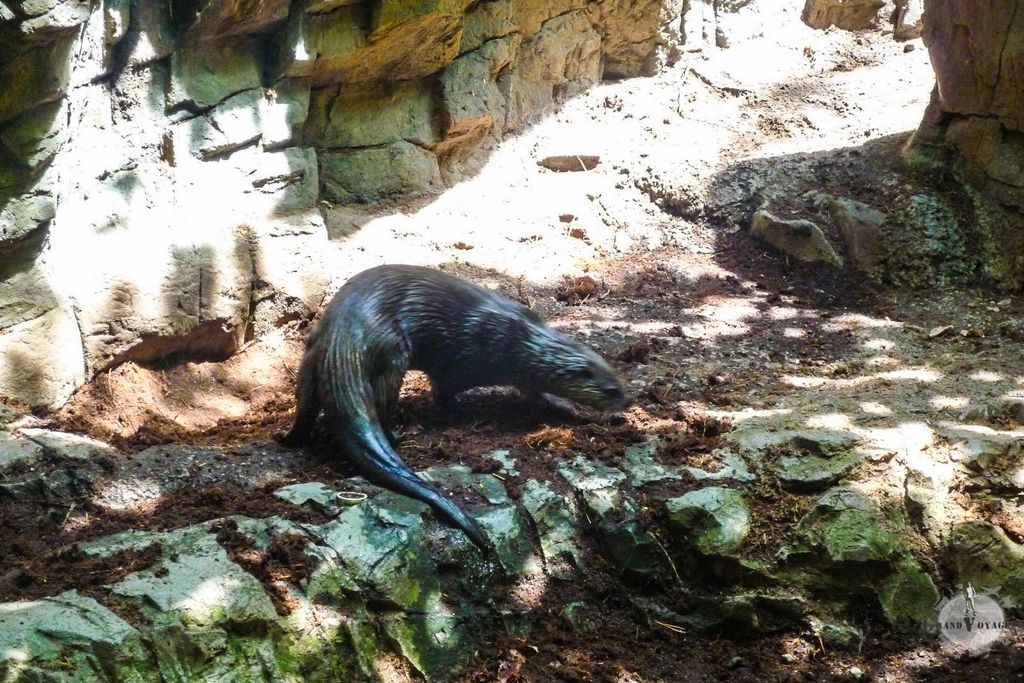 J'adore les loutres !