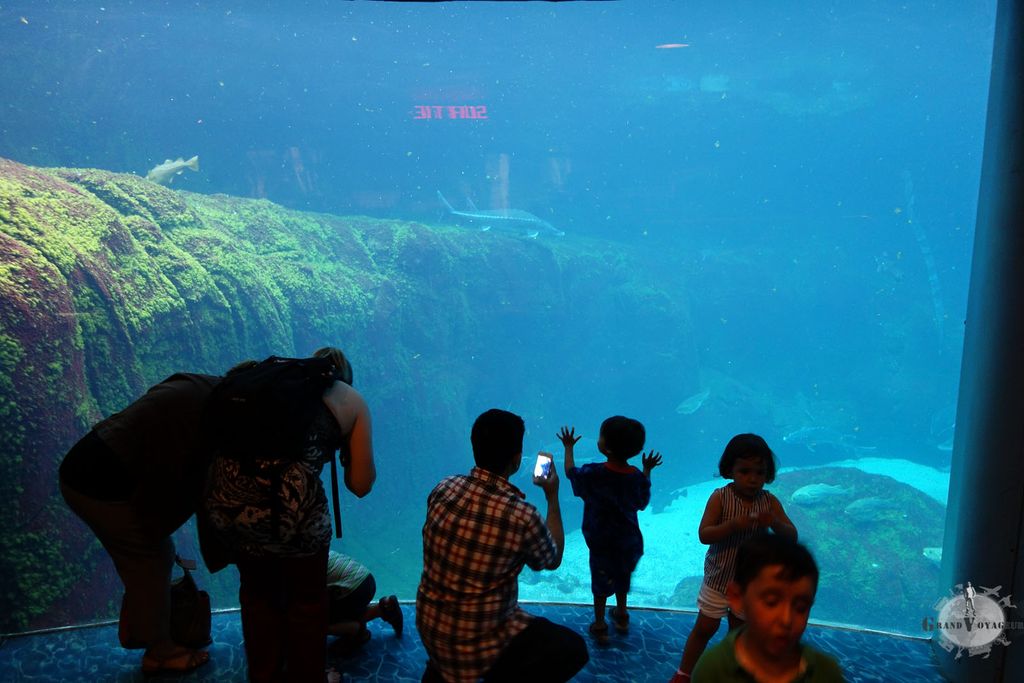 Un aquarium c'est mieux que n'importe quel programme télé pour les enfants... et pour les plus grands 😊