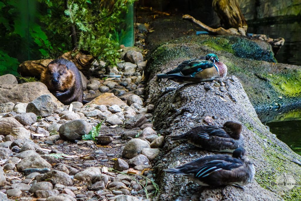 Le castor essaye peut-être de se cacher derrière les pierres pour ne pas être vu. En tout cas, c'est raté.