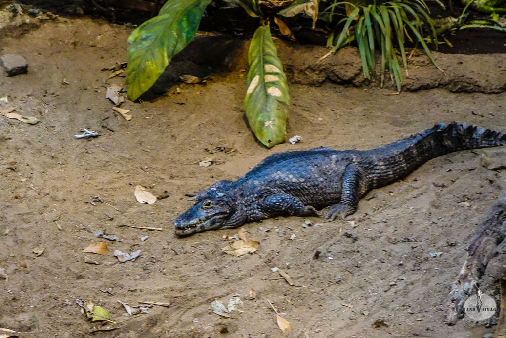 Oh, un crocodile en peau de sac à main !