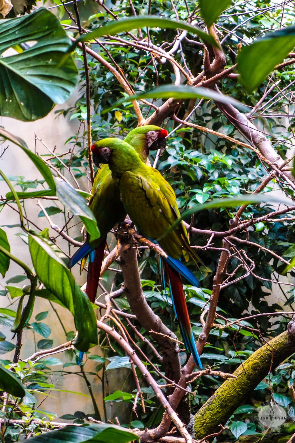 Ces perroquets-ci se fondent plus facilement dans le paysage. Mais je suis sûr qu'ils sont jaloux des autres!