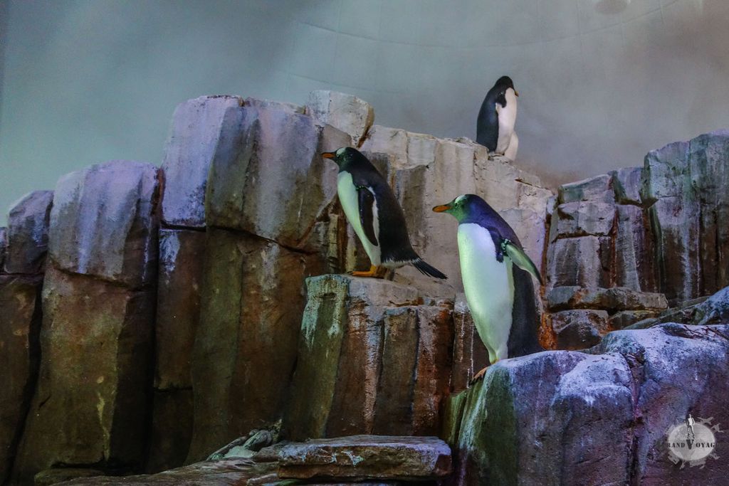 Et si j'ajoutais l'Antarctique à mon trip ?