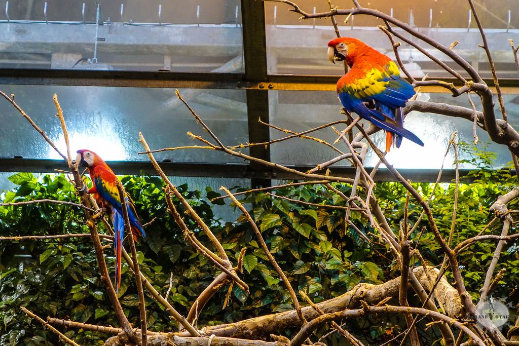 Ces perroquets ne doivent pas avoir beaucoup de prédateurs naturels car ils ne passent pas vraiment inaperçus au milieux des arbres.