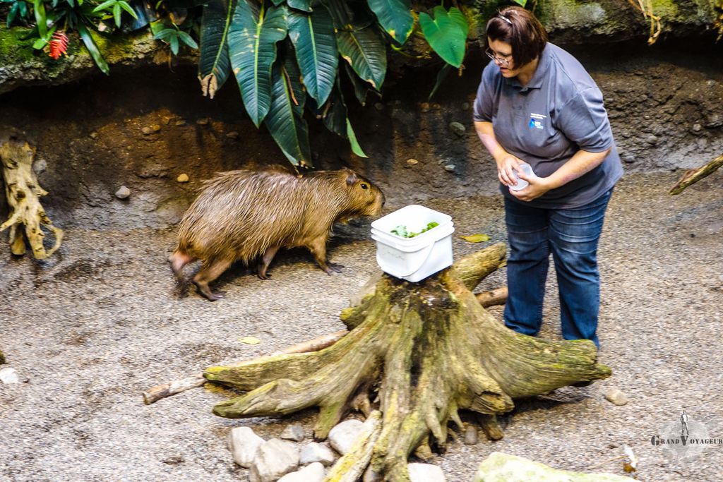 Ce machin est un Capybara, le plus gros rongeur au monde. Moi, je ne serais pas rassuré si j'étais la dame...
