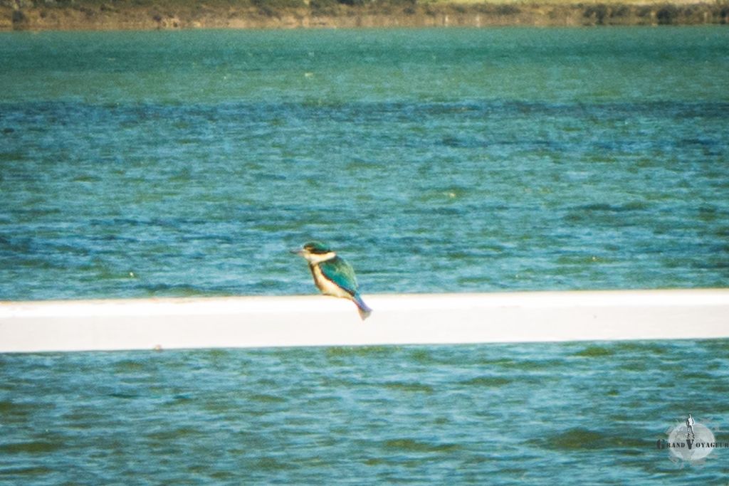 Un kingfisher ou martin-pêcheur en français. Désolé pour la mauvaise qualité de la photo mais cet animal très sauvage s'est envolé dès que nous avons essayé de nous approcher un peu plus. Un kingfisher ou martin-pêcheur en français. Désolé pour la mauvaise qualité de la photo mais cet animal très sauvage s'est envolé dès que nous avons essayé de nous approcher un peu plus.
