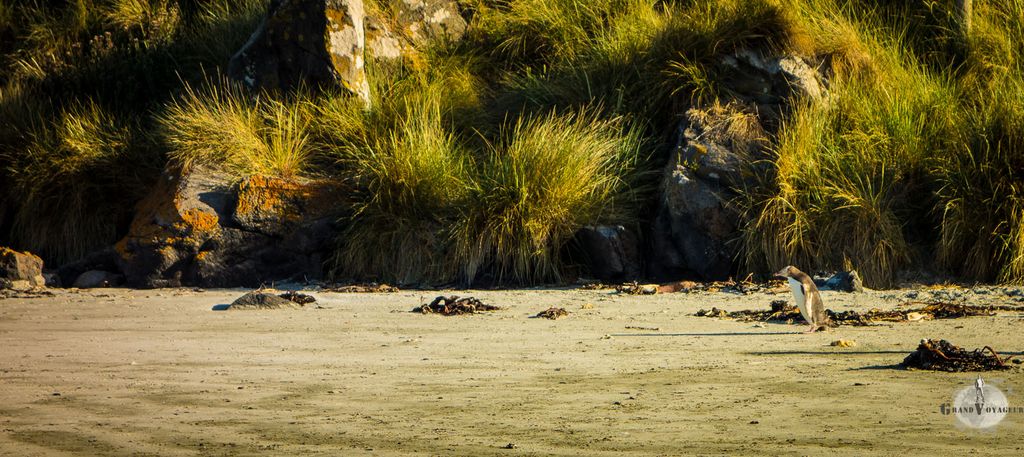 Alors que nous quittons la plage, un pingouin rentre au nid. Alors que nous quittons la plage, un pingouin rentre au nid.