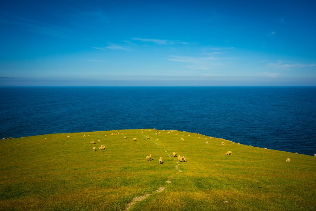 Un chemin au milieu des moutons ? Pas de doute, nous sommes bien en Nouvelle-Zélande Un chemin au milieu des moutons ? Pas de doute, nous sommes bien en Nouvelle-Zélande