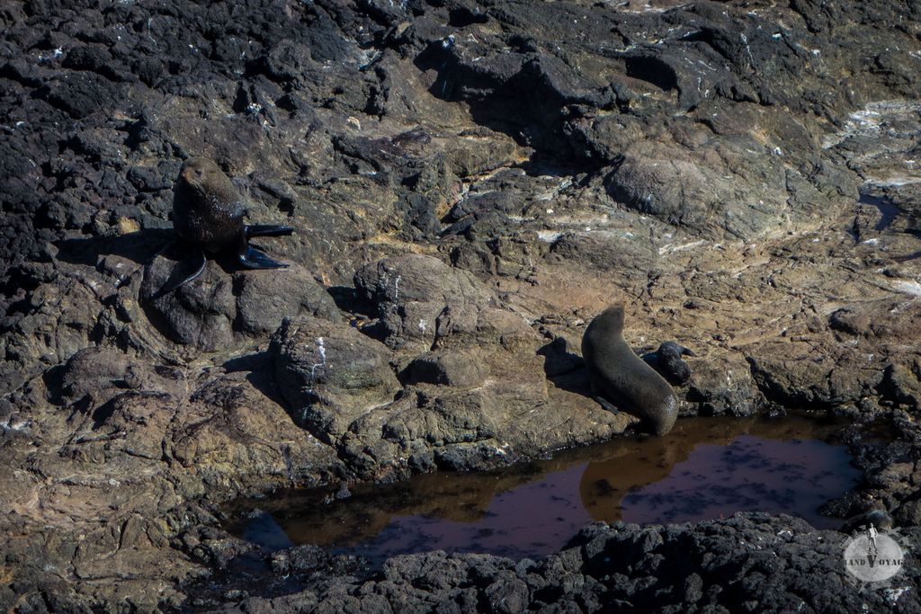 A gauche l'otarie mâle, massif. A droite une mère et son petit voulant partir explorer les alentours. Sa mère passera son temps à le ramener près d'elle. A gauche l'otarie mâle, massif. A droite une mère et son petit voulant partir explorer les alentours. Sa mère passera son temps à le ramener près d'elle.