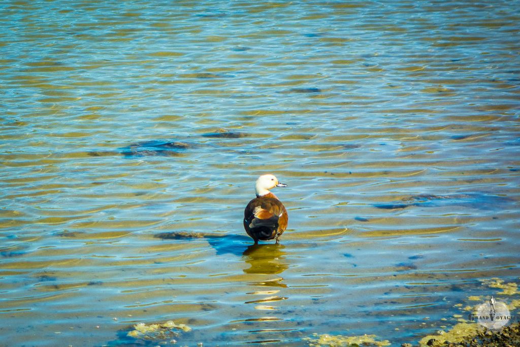 Un paradise duck ou tadorne de Nouvelle-Zélande en français. Comme son nom l'indique, cette espèce est endémique en Nouvelle-Zélande. La femelle est facilement reconnaissable à sa tête blanche et son corps brun. Un paradise duck ou tadorne de Nouvelle-Zélande en français. Comme son nom l'indique, cette espèce est endémique en Nouvelle-Zélande. La femelle est facilement reconnaissable à sa tête blanche et son corps brun.