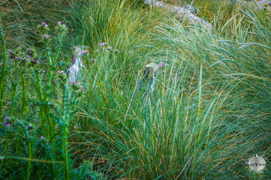 "On se cache dans les herbes, tu ne nous vois pas hein?". Heu... si. "On se cache dans les herbes, tu ne nous vois pas hein?". Heu... si.