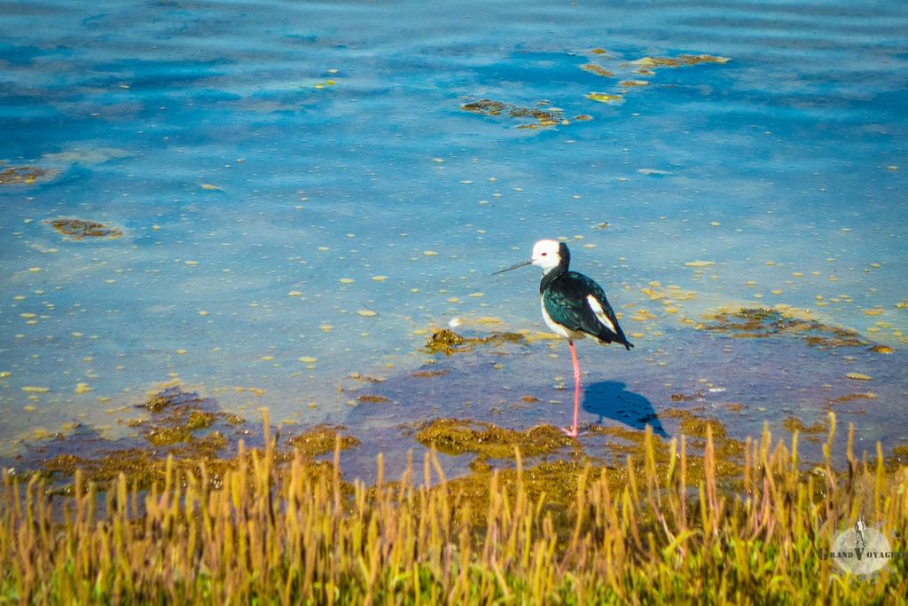 Une échasse blanche (poaka en maori) se repose sur une patte au bord de l'eau. Une échasse blanche (poaka en maori) se repose sur une patte au bord de l'eau.