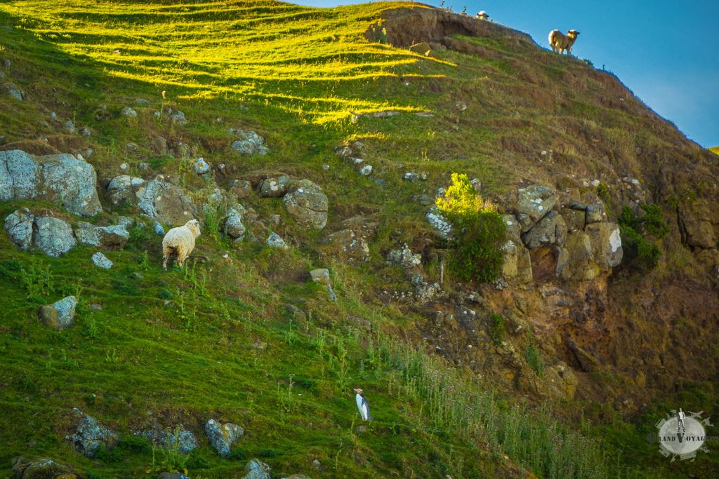 Des moutons et un pingouin. J'adore la Nouvelle-Zélande ! Des moutons et un pingouin. J'adore la Nouvelle-Zélande !