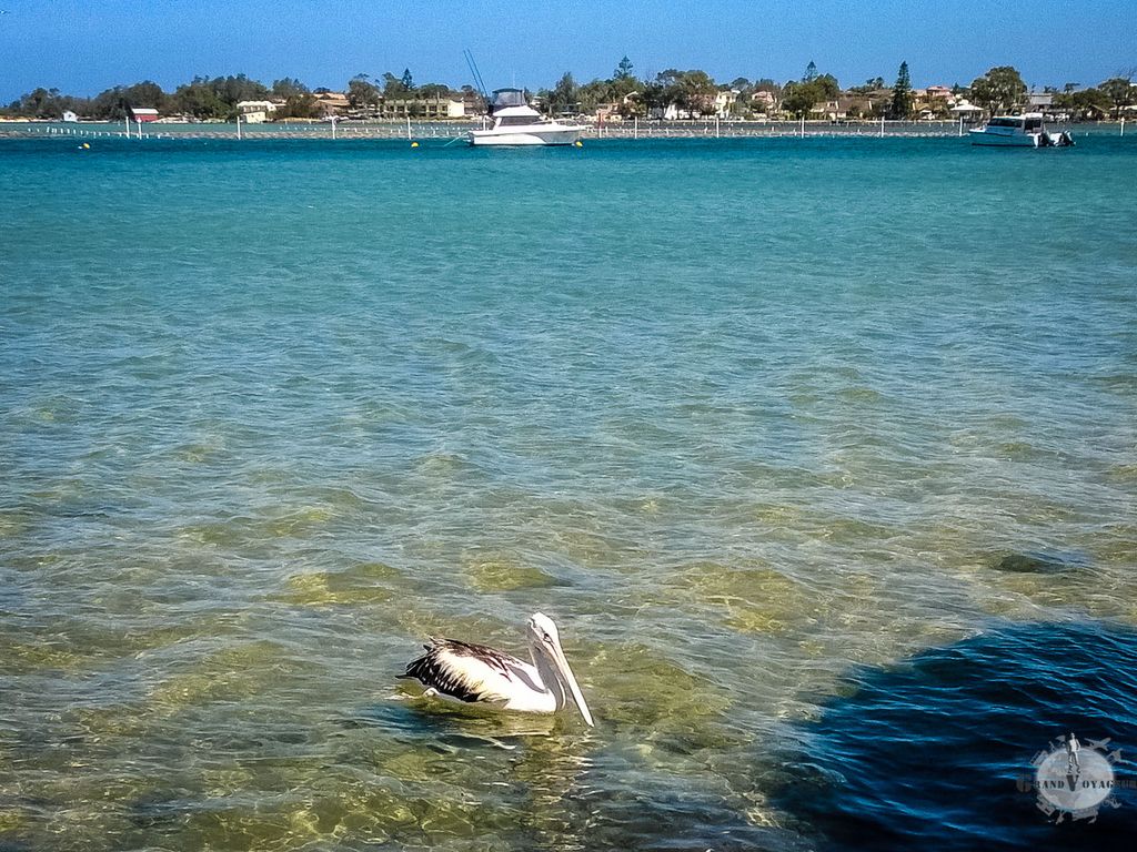 Sur le chemin du retour, on rencontrera des pélicans ! Sur le chemin du retour, on rencontrera des pélicans !