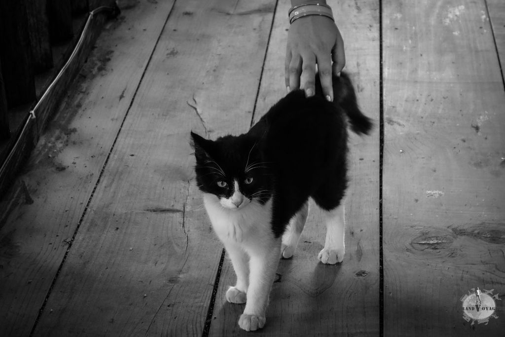 Il n'est pas vraiment sauvage. Il n'est pas vraiment sauvage.