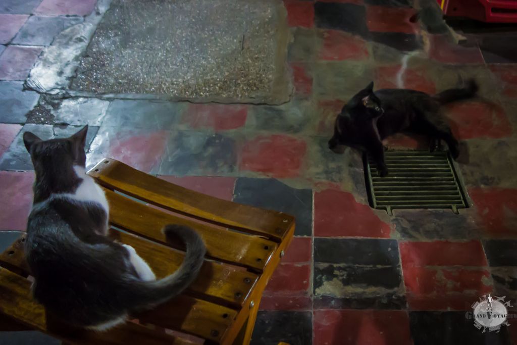 Au Mamallena, les hôtes félins des lieux nous rappellent qu'il fait beaucoup trop chaud pour être très actif.