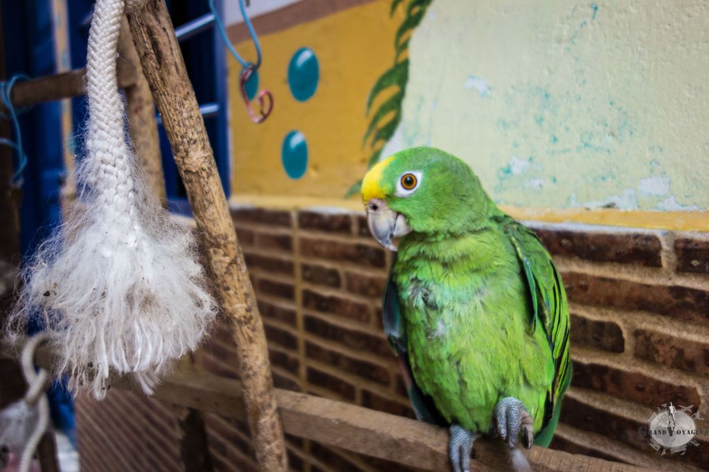 Le Perroquet du Mamallena a appris à parler pendant que j'y étais. Sur la fin on pouvait l'entendre dire "Holaaa" et "Helloooo" sans arrêt.