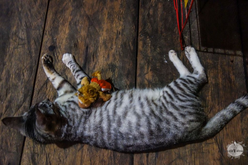 A peine arrivé à la Casa de la Iguana, T-Chat s'est déjà fait une copine.