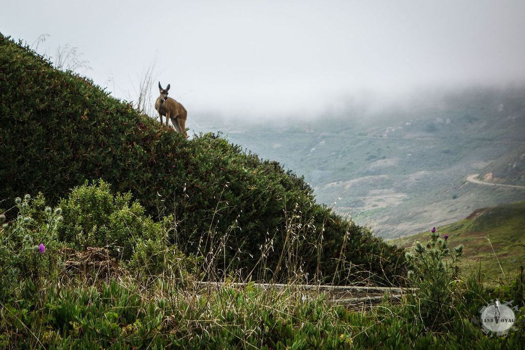 On est d'accord : c'est un kangourou ça, non ? Vous saviez qu'il y avait des kangourous en liberté aux États-Unis vous ?