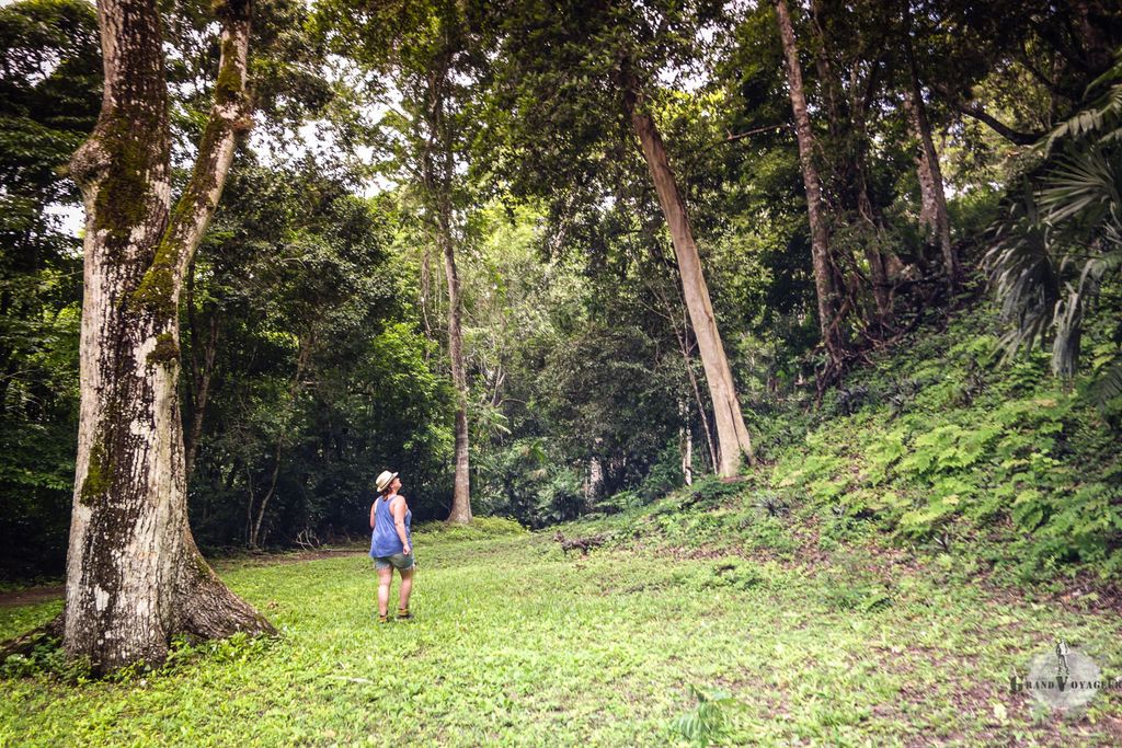 J. guette les singes. J. guette les singes.