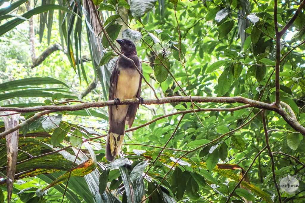 Cet oiseau n'a pas l'air de grand chose mais il faisait un bruit pas possible lorsqu'il piaillait. Cet oiseau n'a pas l'air de grand chose mais il faisait un bruit pas possible lorsqu'il piaillait.