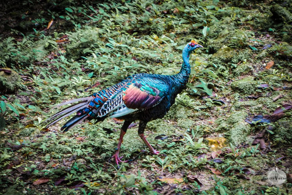 C'est un paon ça, non ? C'est un paon ça, non ?