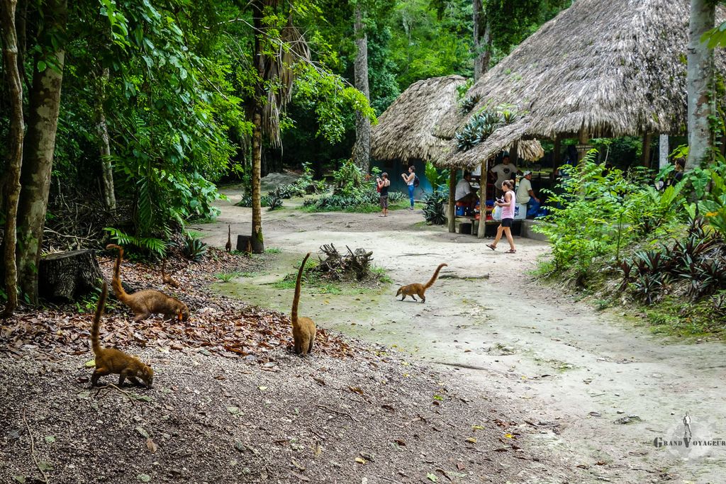 Ces petites bêtes étranges, à mi chemin entre le singe et le renard, sont des coatis. Ces petites bêtes étranges, à mi chemin entre le singe et le renard, sont des coatis.