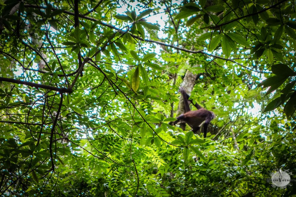 Singe araignée (bien que, d'après wikipedia, je devrais les appeler Atèle. Mais bon, je ne suis pas un expert en ornithologie des singes). Singe araignée (bien que, d'après wikipedia, je devrais les appeler Atèle. Mais bon, je ne suis pas un expert en ornithologie des singes).