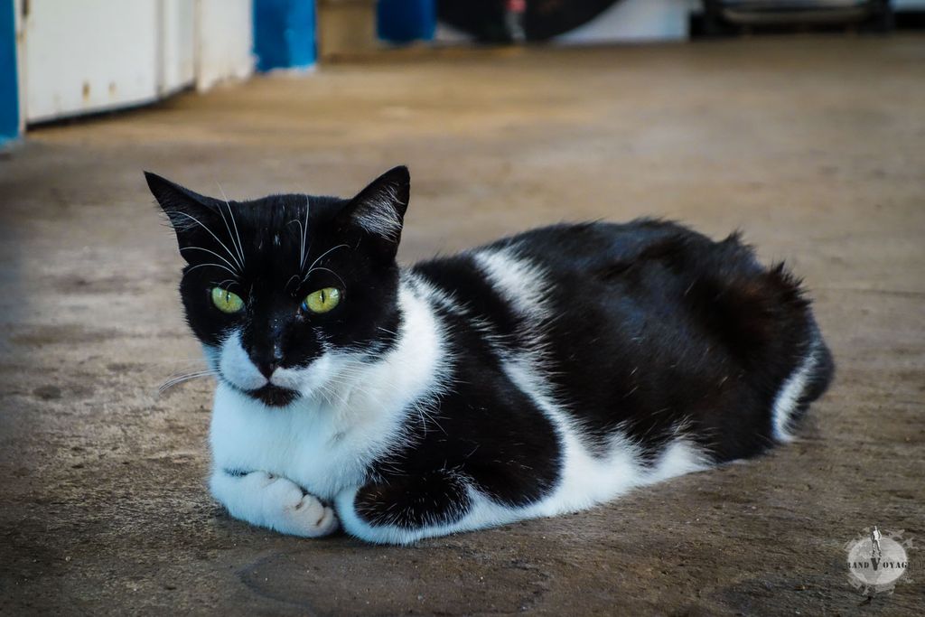 Le chat résident du Deep Blue Divers