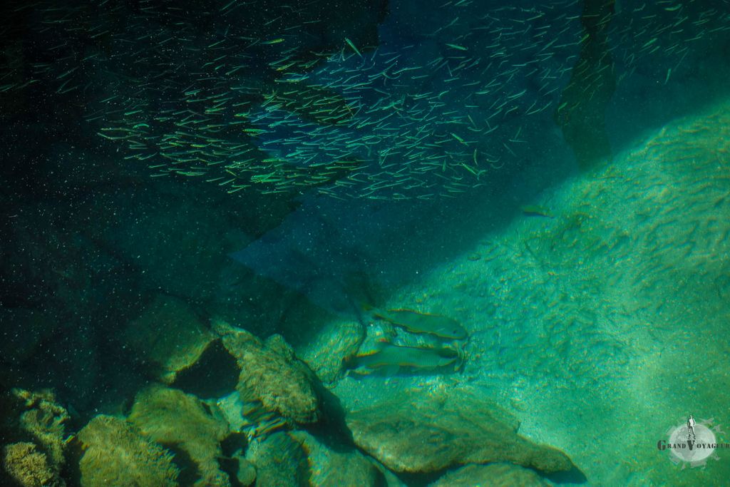 Depuis la terre ferme, on peut déjà voir des poissons. Mais c'est vraiment en mettant la tête sous l'eau que l'eau verra toutes les espèces multicolores.