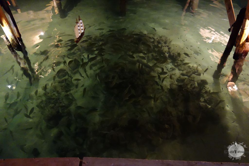 Le soir, dans un bar sur pilotis, il suffit de jeter un petit bout de nourriture pour que des hordes de poissons se jettent dessus.