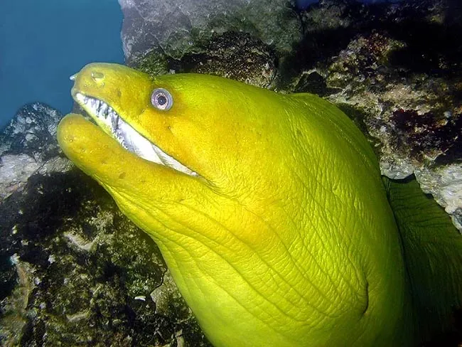 Une murène verte. (© Monaco Nature Encyclopedia)