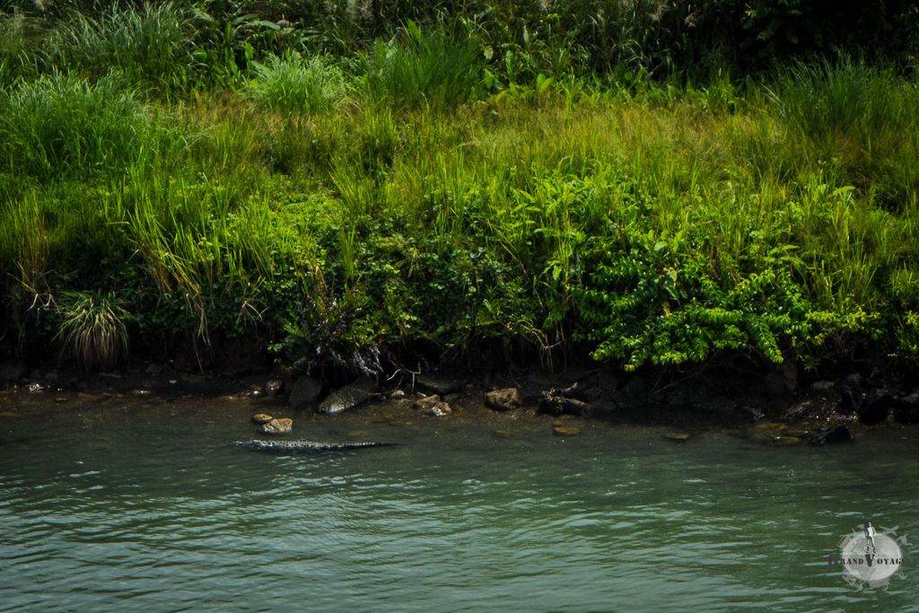 Au bord de l'eau, ce n'est pas un bout de bois mais un alligator qui garde le canal !