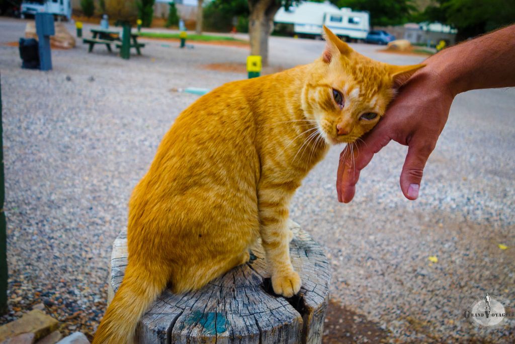 Oh non, encore un chat méchant... et orange. Attention danger ! Oh non, encore un chat méchant... et orange. Attention danger !
